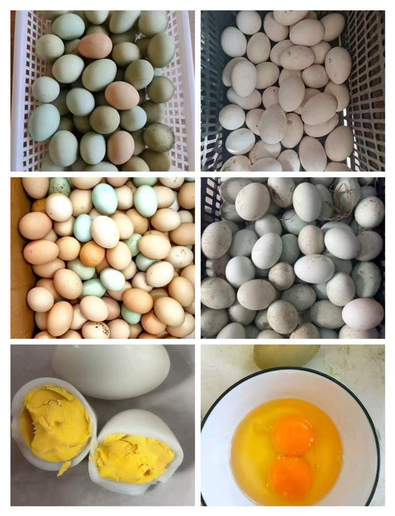 笨鸡蛋，蜂蜜